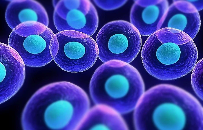 Spermidine Powder Cellular Mechanisms | Shaanxi Bloom Tech Spermidine Powder Cellular Mechanisms | Shaanxi Bloom Tech