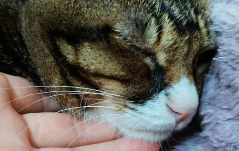 Fluralaner ingested | Shaanxi BLOOM Tech Co., Ltd Fluralaner ingested | Shaanxi BLOOM Tech Co., Ltd