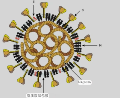 GS 441524 Online | Shaanxi BLOOM Tech Co., Ltd GS 441524 Online | Shaanxi BLOOM Tech Co., Ltd