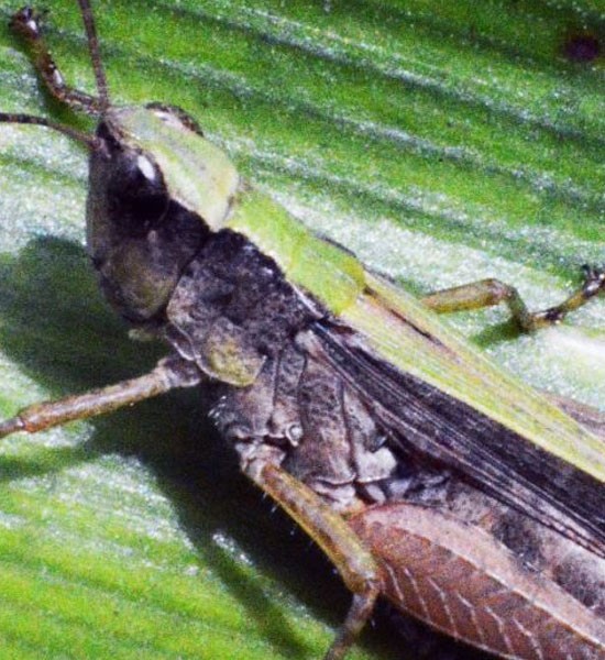 Dimethylcarbamoyl Chloride use | Shaanxi BLOOM Tech Co., Ltd Dimethylcarbamoyl Chloride use | Shaanxi BLOOM Tech Co., Ltd