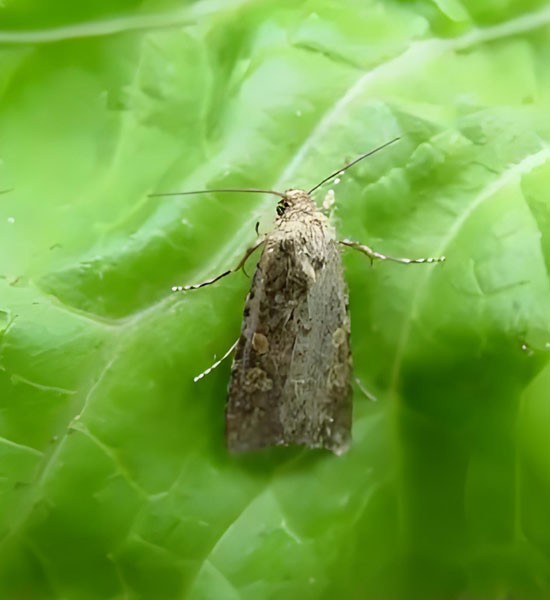 Dimethylcarbamoyl Chloride use | Shaanxi BLOOM Tech Co., Ltd Dimethylcarbamoyl Chloride use | Shaanxi BLOOM Tech Co., Ltd