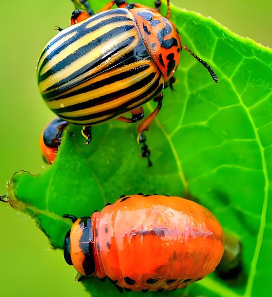 Dimethylcarbamoyl Chloride use | Shaanxi BLOOM Tech Co., Ltd Dimethylcarbamoyl Chloride use | Shaanxi BLOOM Tech Co., Ltd